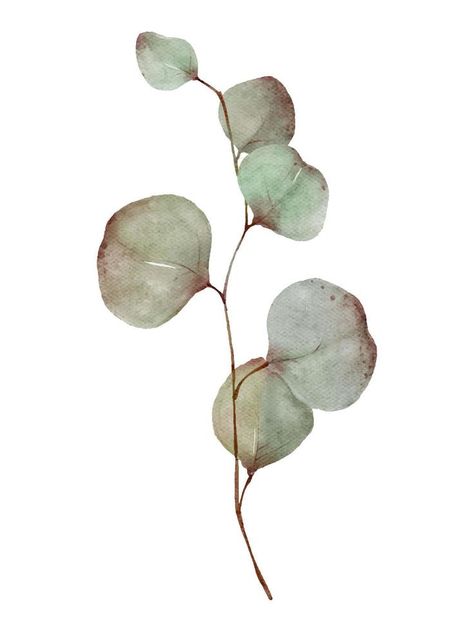 Eucalyptus greenery tree branch with leaves watercolor painting isolated on white background Ornament, Tattoo, Watercolour Paintings, Leaves, Watercolor Paintings, Watercolor, Eucalyptus Branches, Eucalyptus Leaves, Botanical