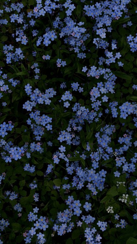 Iphone, Forget Me Nots Flowers, Flower Phone Wallpaper, Forget Me Not Aesthetic Wallpaper, Forget Me Not, Flower Wallpaper, Nothing But Flowers, Blue Wallpaper Iphone, Cute Wallpaper Backgrounds