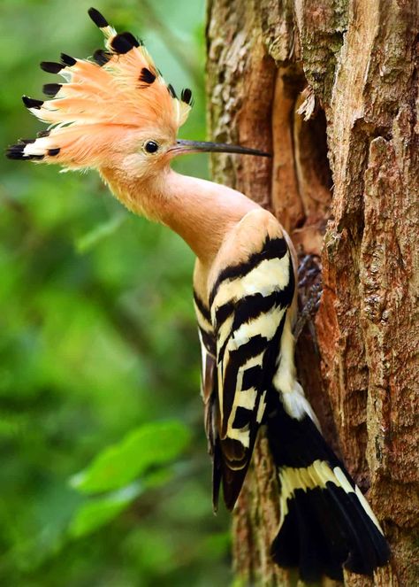 Hoopoe Upupa epops #birding #birds #nature #naturelovers #hoopoe Animal Kingdom, Bird, Hoopoe Bird, Birda, Bird Feathers, Rare Birds, Bird Wings, Bird Pictures, Birds Butterflies