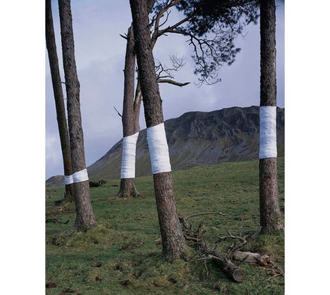 WOW. Zander Olsen's "Tree, Line" installation is blowing my mind. This is just too cool. Landscape Architecture, Land Art, Design, Tree Trunk, Installation Art, Landscape Art, Tree, Landscape, Tree Line