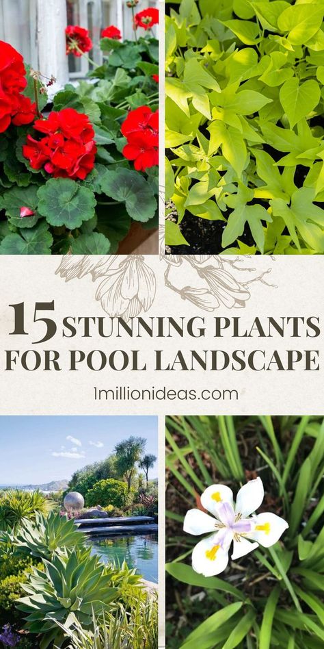 Poolside plants should be strong plants that can get splashed with chlorine, need to be able to withstand the direct sunlight, and will still look great. And these plants today are great candidates to meet all your requirements. Garden Ideas Near Pool, Gardening, Inspiration, Plants By The Pool, Planters Around Pool, Poolside Landscape Ideas, Pool Planters, Plants Around Pool, Large Yard Landscaping
