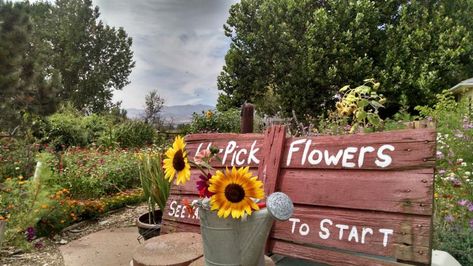 Pick your own colorful and fragrant bouqet of flowers at the one-of-a-kind Ya Ya Farm & Orchard in beautiul Longmont, Colorado. Colorado, Flower Farm, Flower Garden, Orchard, Growing Grapes, Flowers Bouquet, Pick Your Own Fruit, Fragrant, Fall Colors
