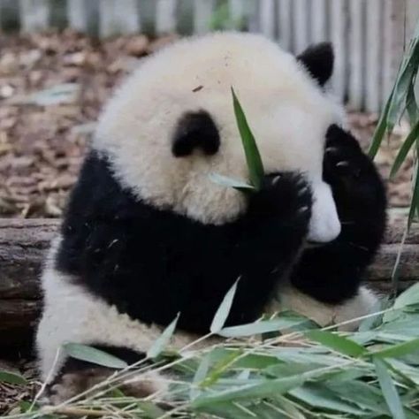 Pandas, Ale, Panda, Panda Love, Panda Eyes, Panda Images, Panda Bear, Cute Panda, Perros