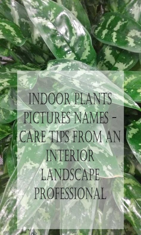 Pictures, names, and how to care for common indoor plants. Having worked in the interior landscape industry for more than 30 years, I can help with your indoor plant care. Common houseplants, pictures, names, and care. Nature, Interior, Ideas, Gardening, Indoor Plants Names, Indoor Plant Care Guide, Indoor Plant Care, House Plant Care, Common House Plants