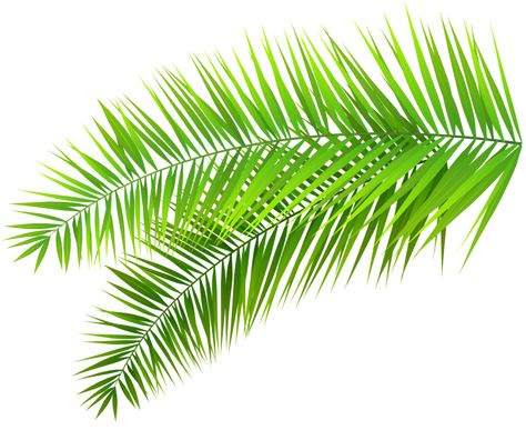 Tattoos, Safari, Design, Palm Leaves Pattern, Palm Leaves, Palm Tree Leaves, Palm Fronds, Palm Frond Art, Palm Branch