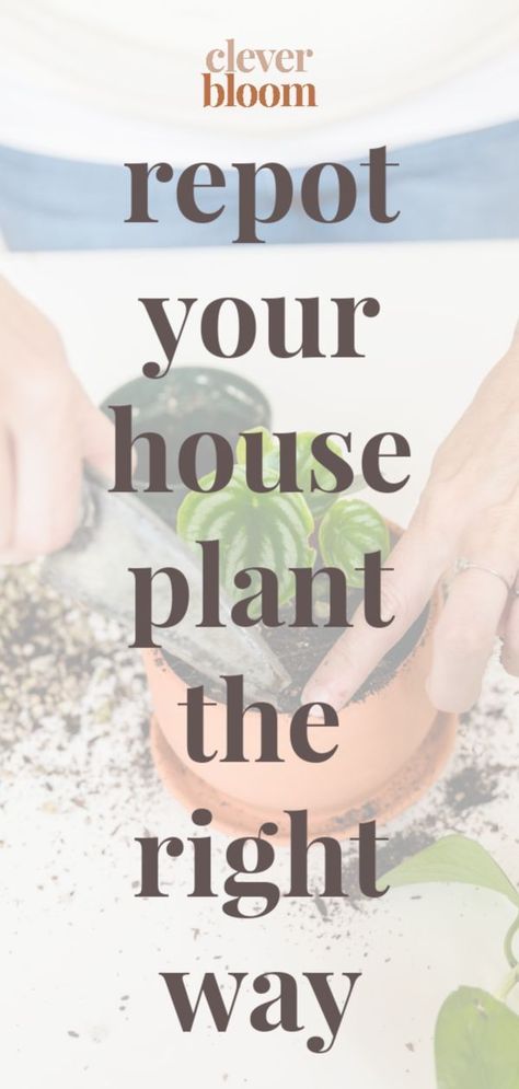 Flora, Diy, Gardening, Inspiration, Plant Care Houseplant, Self Watering Planter, Planting Succulents, Repotting Plants, Growing Plants