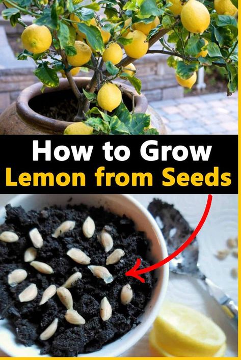 Avocado, Outdoor, Growing Lemons From Seeds, Growing Lemon Seeds, Planting Lemon Seeds, Growing Lemon Trees, How To Grow Lemon, Planting Lemon Seeds Indoors, Lemon Seeds Grow
