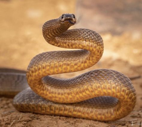 Australia Animals Scary, Omnivorous Animals, Inland Taipan, Facts About Plants, Poisonous Snakes, Types Of Snake, Pet Spider, Australia Funny, Spiders Scary