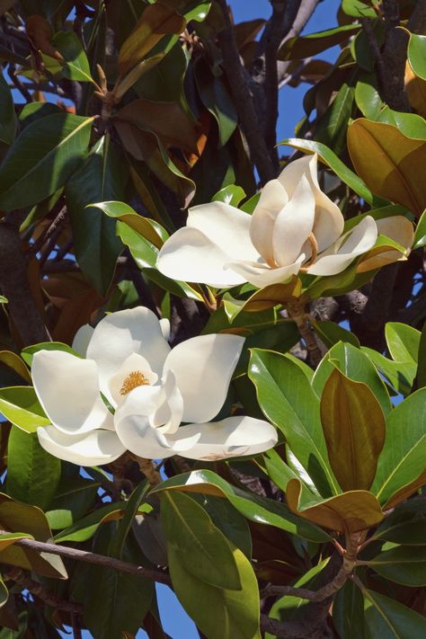 Southern magnolia with two blooming flowers Floral, Magnolia Flower, Magnolia Grandiflora, Southern Magnolia Tree, Magnolia Trees, Magnolia Leaves, Southern Magnolia, Magnolia Tree Landscaping, White Flowers