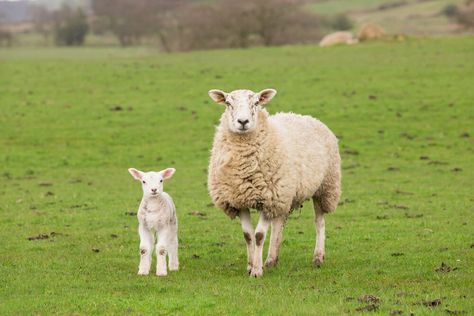 Goats, Animal Kingdom, Animals, Sheep And Lamb, Livestock, Ewe Sheep, Raising Farm Animals, Baby Sheep, Young Animal