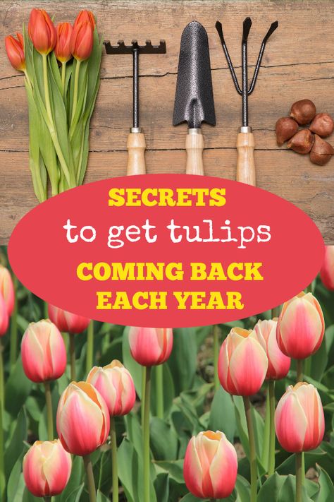 Learn how to choose the correct tulips, plus five gardening tips to keep your tulips returning each year. #gardeningchannel #gardening #flowergardening #growingtulips Houston, Shaded Garden, Texas, Garden Care, How To Plant Tulips, Planting Tulip Bulbs, Tullips, Growing Tulips, Planting Tulips