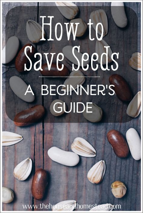 How to Save Seeds: Seed Saving for Beginners Outdoor, Seed Starting, Organic Gardening Tips, Growing Vegetables, Gardening, Homestead Survival, Saving Seeds From Vegetables, Seed Saving, Growing Fruit Trees