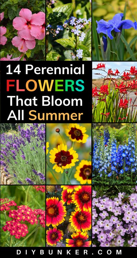 Gardening, Flowers Garden, Floral, Planting Flowers, Gardening Supplies, Flowers Perennials, Summer Blooming Flowers, Summer Flowers Garden, Annual Flowers