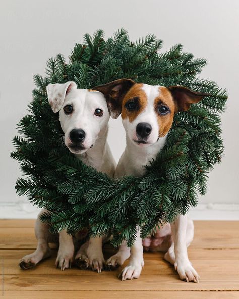Funny dogs in Christmas wreath by Duet Postscriptum - Stocksy United #holiday #cutedogs Jack Russell Terrier, Christmas, Christmas Wreaths, Dog Christmas Pictures, Dog Christmas Photos, Christmas Dog, Christmas Animals, Dog Holiday, Christmas Pictures