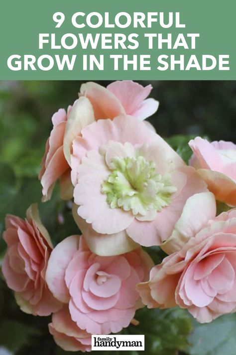 Design, Shaded Garden, Diy, Tennessee, Roses, Best Shade Flowers, Shade Loving Flowers, Flowers That Like Shade, Shade Roses