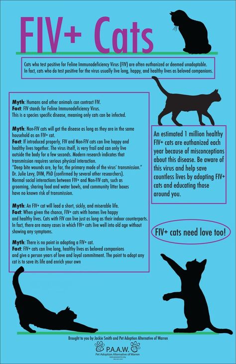 FIV+ Cats: Myth vs. Fact. #FIV #FIVCat #FIVCats #FIVFeline #FIVFelines #FelineImmunodeficiencyVirus #FelineImmunodeficiencyVirusCat #FelineImmunodeficiencyVirusCats #FelineImmunodeficiencyVirusFeline #FelineImmunodeficiencyVirusFelines #CatVirus #CatViruses #FelineVirus #FelineViruses #CatHealth #FelineHealth