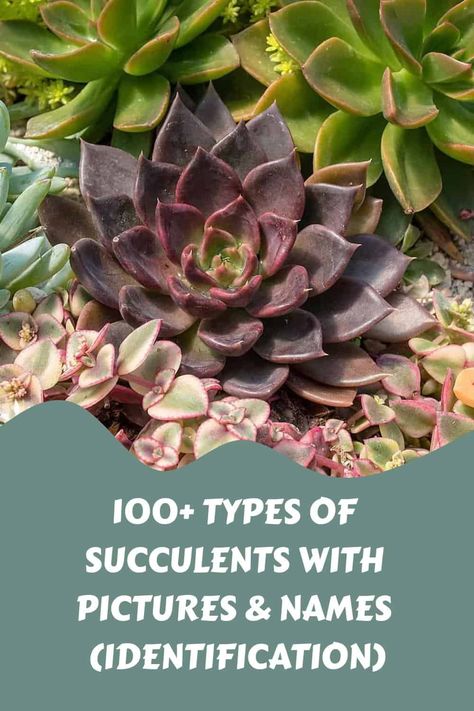 100+ Types of Succulents with Pictures & Names (Identification) Nature, Gardening, Ideas, Outdoor, Cactus, Types Of Succulents, Types Of Succulents Plants, Different Types Of Succulents, Types Of Plants