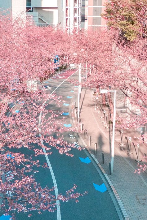 cherry blossom street in Roppongi Hills, Tokyo Roppongi Hills, Tokyo, City Aesthetic, Seoul Korea, Japan Aesthetic, Aesthetic Japan, Beautiful Places, Scenery Wallpaper, Cherry Blossom Japan