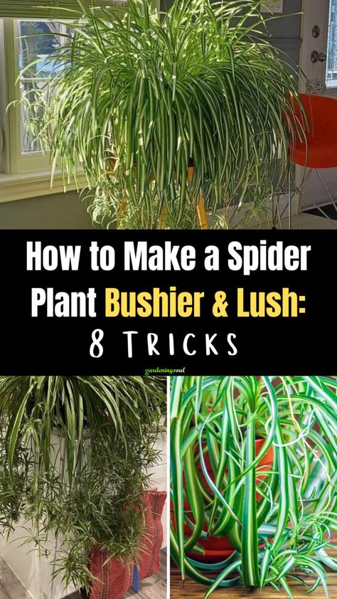 How to Make a Spider Plant Bushier & Lush: 8 Tricks Terrariums, Container Gardening, Spider Plant Propagation, Growing Plants Indoors, Spider Plant Care, Plant Care Houseplant, House Plant Care, Container Gardening Vegetables, Household Plants
