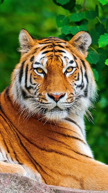 Big Cats, Wild Cats, Animals Wild, Tiger, Pet Birds, Pet Tiger, Majestic Animals, Wild Animal Wallpaper, Tiger Images