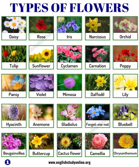 Types of Flowers: List of 50+ Popular Flowers Names with Their Meaning - English Study Online Floral, Nature, Inspiration, English Flowers, Types Of Flowers, Flowers Name List, Names Of Flowers, List Of Flowers, Flower Types