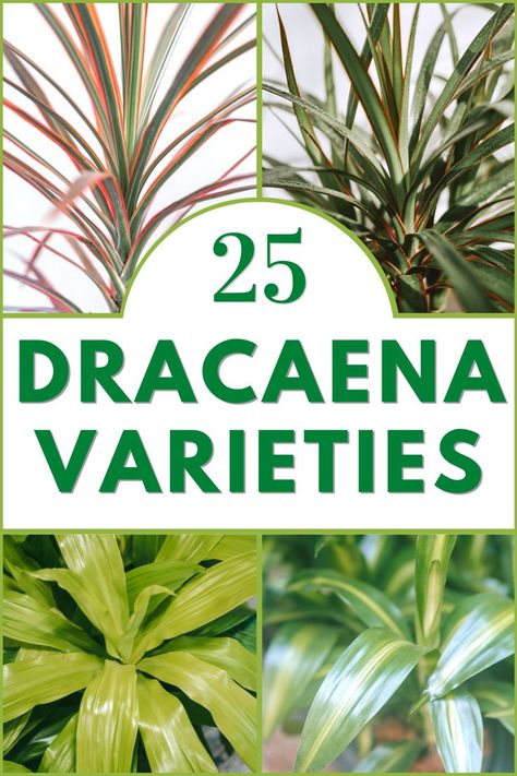 Dracaena Varieties Bali, Outdoor, Dracaena Plant Care, Dracaena Sanderiana, Dracaena Plant, Dracaena Care, Dracena Plant, Draceana Plant, Corn Plant Care