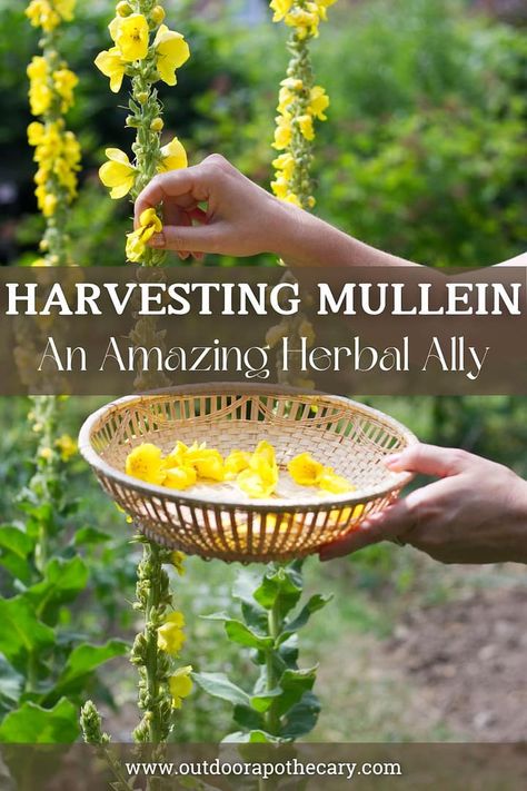 Dive into our guide on harvesting mullein. Learn the best practices for collecting, drying, storing, and utilizing mullein for its medicinal properties. Companion Planting, Alchemy, Alternative, Herbs, Medicinal Plants, Herb Garden, Medicinal Herbs Garden, Medicinal Weeds, Herbs For Health
