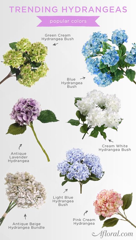 Flora, Gardening, Floral, Hydrangea, Hydrangea Bouquet, Hydrangea Flower, Hydrangea Care, Hydrangea Colors, Hydrangea Season