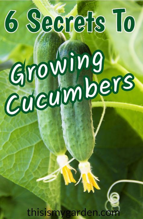 Kebun Herbal, Cucumber Gardening, Gemüseanbau In Kübeln, Growing Vegetables In Pots, Cucumber Plant, Growing Cucumbers, Vegetable Garden Diy, Backyard Vegetable Gardens, Organic Vegetable Garden
