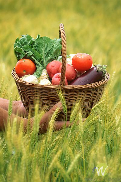 Basket of farm-fresh vegetables (photography by Terry Wild) Fruit, Fresco, Farm Food, Vegetables Photography, Fresh Produce, Vegetable Farming, Vegetable Basket, Fresh Vegetables, Fruit And Veg