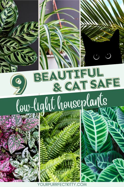 Add a touch of green to your home without worrying about your pets. Check out this list of low light indoor houseplants that are safe for cats. Get clicking and start adding these beautiful green additions to your home today. cat safe plants, houseplants safe for cats, houseplants safe for pets, house plants safe for cats, house plants safe for pets, low light indoor plants Ideas, Gardening, Outdoor, Safe Plants For Cats, Cat Safe House Plants, Cat Safe Plants, Houseplants Safe For Cats, Plants Pet Friendly, Safe House Plants