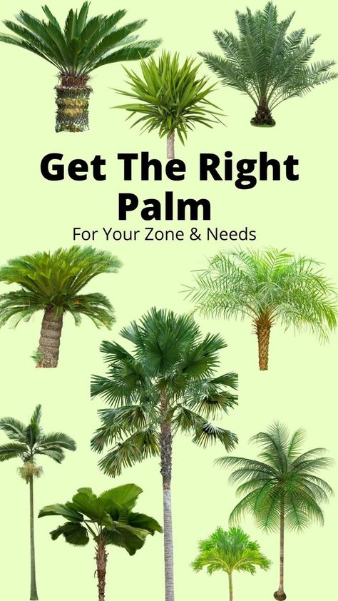 10 types of palm trees Outdoor, Exterior, Palmas, Indoor Palm Trees, Indoor Palms, Outdoor Palm Plants, Palm Trees Landscaping, Tropical Trees Landscaping, Outdoor Plants