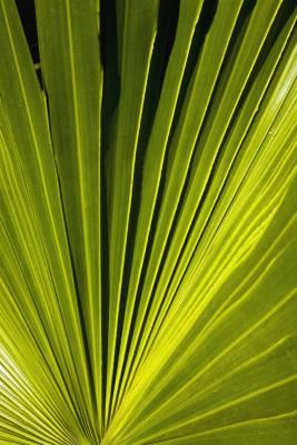 How to Use Glycerin to Preserve Palm Fronds Palmas, Palm Trees, Inspiration, Outdoor, Plants, Gardening, How To Dry Palm Fronds, Palm Fronds, Palms