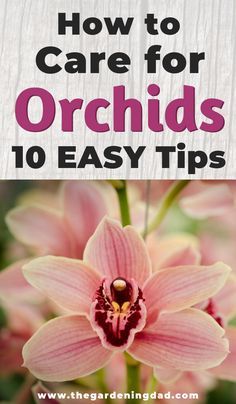 Gardening, Cactus, Orchid Care, Orchid Care Rebloom, Orchid Plant Care, Growing Orchids, Phalaenopsis Orchid Care, Repotting Orchids, Cymbidium Orchids Care