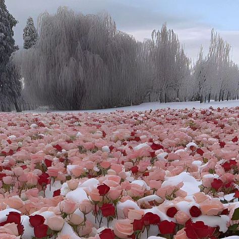Naturesms on Instagram: "The romantic sea of ​​ice and snow roses.❤️ #naturesms" Instagram, Snow Rose, Floating Flowers, Nature Beauty, Fire And Ice Roses, Snow Flower, Water Aesthetic, Flower Field, Pink Snow