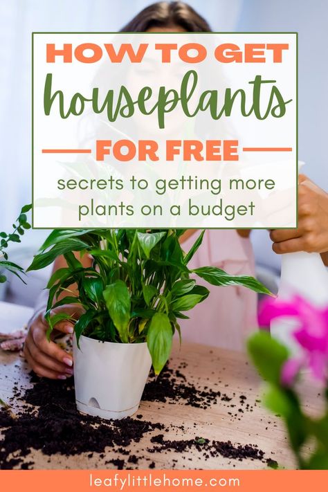 Think you can’t afford to beautify your living space with houseplants? You can! Here are seven ways to get houseplants for free, plus three ways to get houseplants for next-to-nothing. Plant tips | indoor gardening | frugal home decor Inspiration, Diy, Nature, Gardening, Cheap Plants, Buy Indoor Plants, House Plant Care, Potted Houseplants, Plant Care
