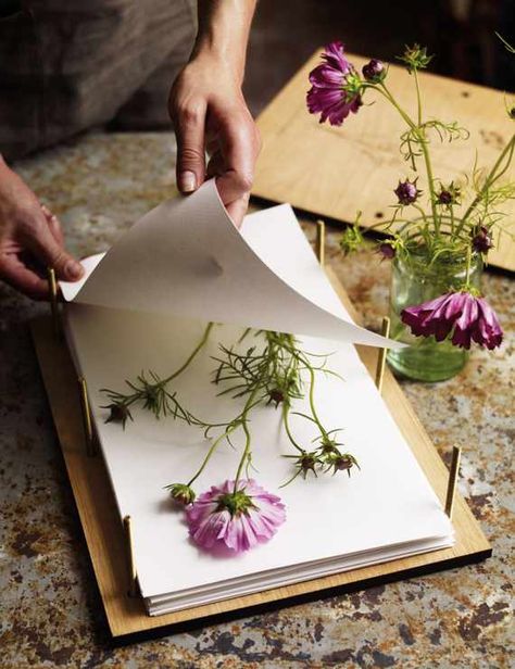 Floral, Dried And Pressed Flowers, Pressed Flowers, Dried Flowers, Dried Flowers Diy, Pressed Flowers Diy, Pressing Flowers, Large Flowers, Pressed Leaves