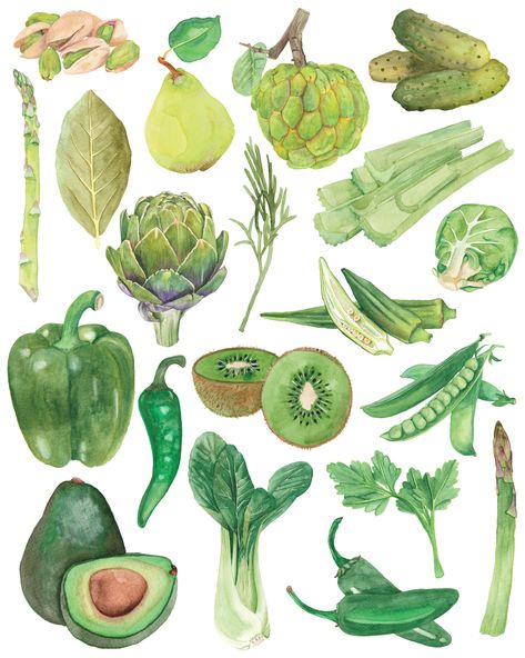 Watercolour food illustrations of green fruits and vegetables arranged in an ombre pattern. Illustrators, Art, Watercolor Food Illustration, Watercolor Food, Vegetable Illustration, Food Illustration Art, Botanical Illustration, Botanical Drawings, Illustration Food
