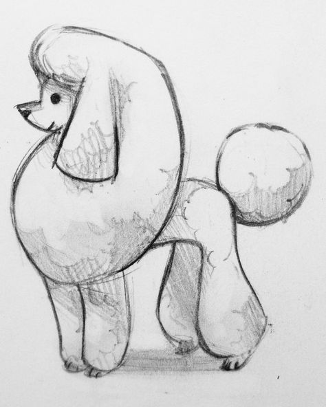 Poodle sketch Doodles, Doodle, Posters, Art, Poodle Drawing, Dog Sketch, Dog Sketch Easy, Dog Drawing, Animal Drawings Sketches