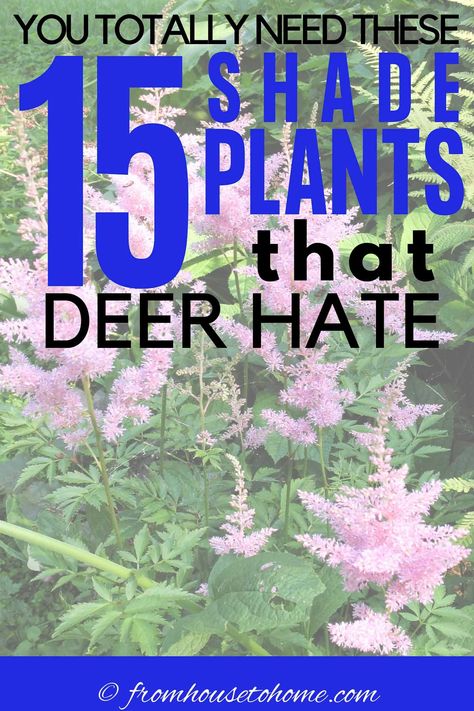 Find out how to keep your garden looking beautiful with these deer resistant shade plants that will help to prevent the animals from dining on your flowers. #fromhousetohome #deerresistant #shadeplants #gardeningtips #gardenideas  #deerresistant
