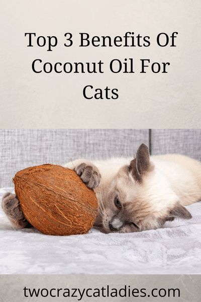 Popular, Crazy Cat Lady, Cat Healthcare, Cat Health Remedies, Coconut Oil Cats, Cat Health Problems, Coconut Oil For Cats, Cat Health, Cat Health Care