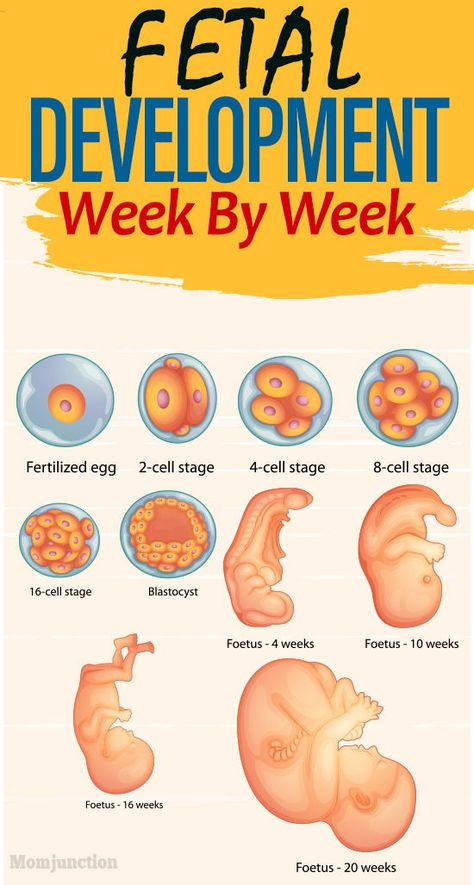 Fetal Development Week By Week : While regular ultrasound scans give you a glimpse of the baby now and then, you might want to know more in detail. In this MomJunction post, we give you a detailed picture of how your baby grows inside the womb. #pregnancy #pregnant  #womb #pregnancycare  #fetaldevelopment #weekbyweek Pregnancy Development, Prenatal Development, Baby Development In Womb, Fetal Development, Pregnancy Care, Baby Growth In Womb, Pregnancy Facts, Trimester, Prenatal