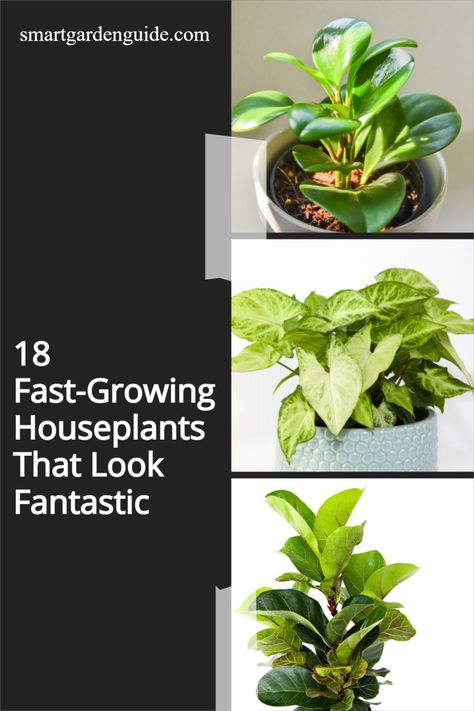 Container Gardening, Boho, Indore, Indoor Gardening, Outdoor, Easy To Grow Houseplants, Fast Growing Plants, Fast Growing Vines, Indoor Plant Care