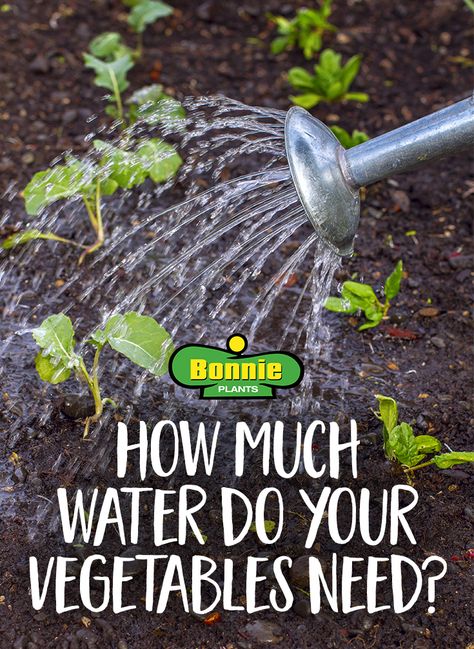 When it comes to veggies, you don't want to overwater, but you certainly don't want your plants to be thirsty either. So how much water do your veggies need? Compost, Vegetable Garden, Growing Vegetables, Nature, Garden Veggies, Garden Watering Schedule, Veggie Garden, Gardening Tips, Veg Garden
