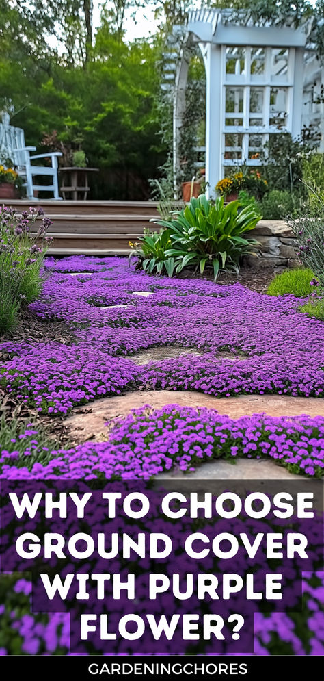 Why You Should Choose Ground Cover Plants with Purple Flowers Exterior, Flowering Ground Cover Perennials, Purple Perennials, Perennial Ground Cover, Flowers Perennials, Ground Cover Plants Shade, Creeping Phlox Ground Cover Landscaping, Ground Cover Flowers, Ground Cover Roses