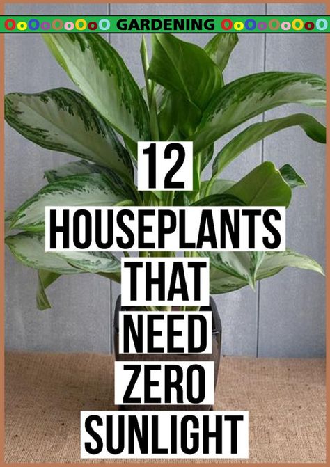 Container Gardening, Best Indoor Plants, Indoor Plants Low Light, House Plants Indoor, Indoor Plants, Plant Care, Growing Plants, Houseplants, Inside Plants