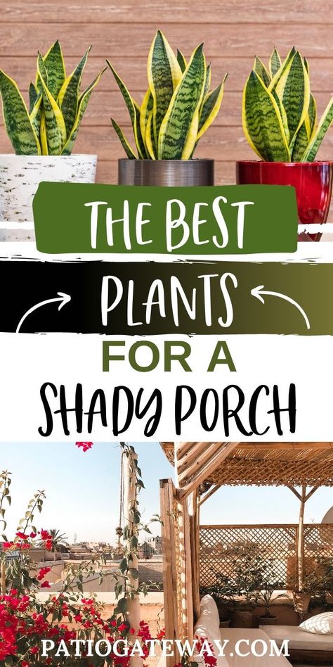 The Best Plants for a Shady Porch | Best Potted Plants for Shade | Best Plants to Put in the Shade | Plants That Like Shade | Plants That Thrive in Shade | #plants #shadedplants #shadeplants #porchplants #patioplants Outside Shade Plants, Plants Good In Shade, Outdoor Plants For Shaded Porch, Outdoor Shade Plants Pots, Potted Plants Outdoor Shade, Best Outdoor Patio Plants, Plants For Back Porch, Shady Outdoor Plants, Full Shade Plants Pots Front Porches