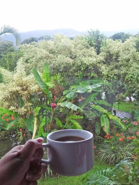 Coffee from Costa Rica is amazing. The best part is having a cup of coffee in Costa Rica as you look out to see the rainforest. Summer, Caribbean, Caribbean Coffee, Costa Rica Coffee, Costa Rica Travel Guide, Costa Rica Travel, Cafe, Costa Rica Wedding, Places To See
