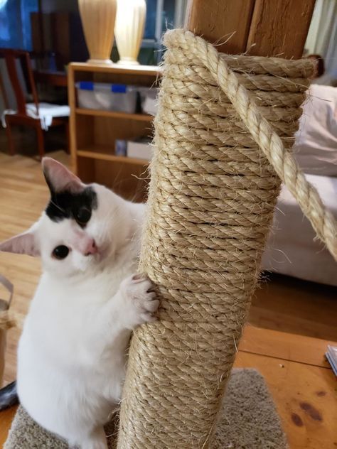 19 Tips Cat Owners Will Wish They'd Known About Sooner Tattoos, Diy, Diy Cat Scratching Post, Diy Cat Scratcher, Cat Scratching Post, Cat Scratcher Post, Scratching Post, Diy Cat Tree, Litter Box