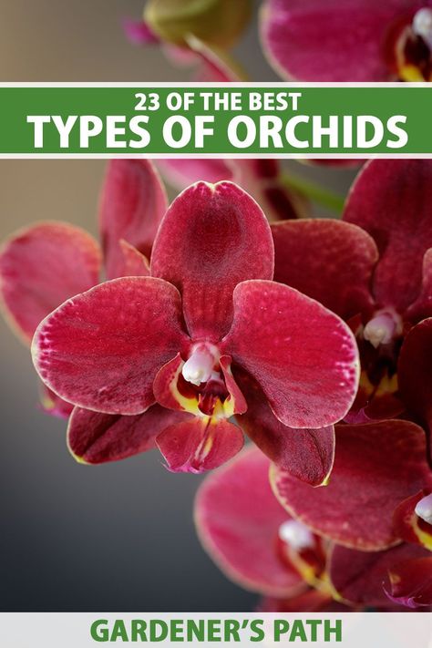 Planting Flowers, Types Of Plants, Types Of Orchids, Growing Orchids, Orchid Care, Growing Gardens, Orchid Plant Care, Growing Indoors, Plant Care